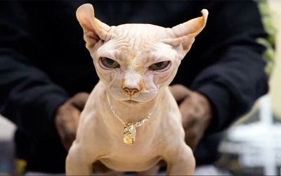 hairless xl bully cat